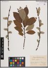 Foto von Salix caprea L.